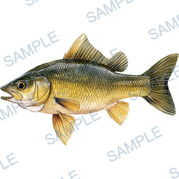 釣り, ルアー, ブラックバス, lure, fishing Decal design B-4544