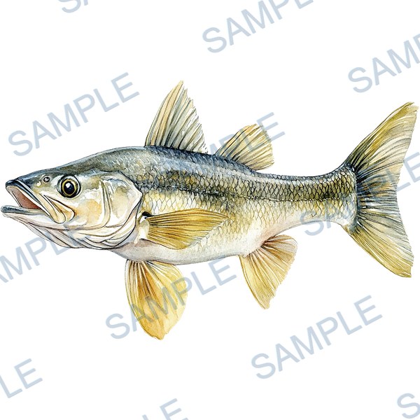 釣り, ルアー, ブラックバス, lure, fishing Decal design B-4545