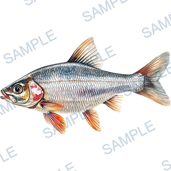 釣り, ルアー, ブラックバス, lure, fishing Decal design B-4547