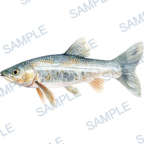 釣り, ルアー, ブラックバス, lure, fishing Decal design B-4552