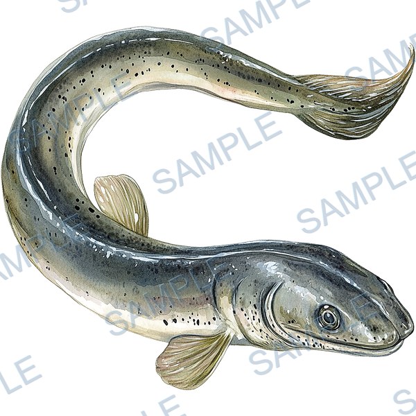 釣り, ルアー, ブラックバス, lure, fishing Decal design B-4558