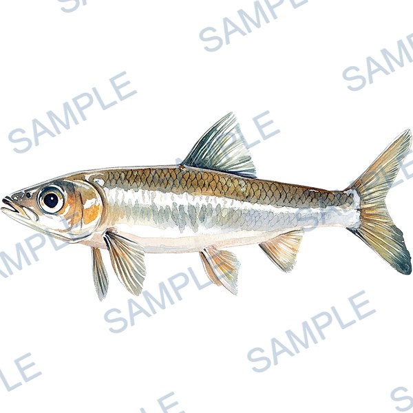 釣り, ルアー, ブラックバス, lure, fishing Decal design B-4560